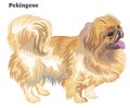 Colored decorative standing portrait of dog Pekingese vector ill