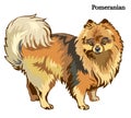 Pomeranian vector illustration