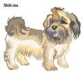 Shih tzu vector illustration