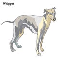 Whippet vector illustration