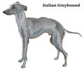 Colored decorative standing portrait of Italian Greyhound vector