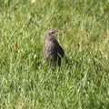 Starling chick on green grass in spring Royalty Free Stock Photo