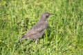 Starling chick on green grass in spring Royalty Free Stock Photo