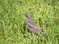 Starling chick on green grass in spring Royalty Free Stock Photo