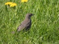 Starling chick in spring Royalty Free Stock Photo