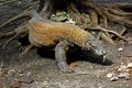 Portrait of a starving Komodo dragon