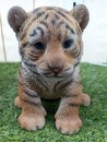 Portrait of statuary baby tiger.