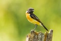 Portrait of Stejneger's Stonechat