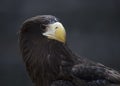 Portrait Stellar Eagle