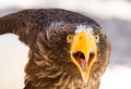 Portrait of a Steller`s sea eagle