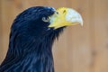 Portrait of Steller`s sea Eagle, Haliaeetus pelagicus, which belongs to the largest eagles