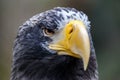 Portrait of a steller`s sea eagle