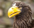 Portrait of a Steller`s sea eagle