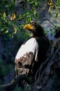 Portrait of Steller`s sea eagle Royalty Free Stock Photo