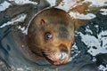 Portrait Steller Sea Lion (Eumetopias Jubatus) Royalty Free Stock Photo