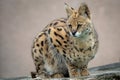 Portrait steppe cats Leptailurus serval. Wild cats