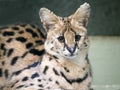 Portrait steppe cats - Serval, Leptailurus serval