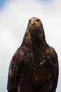 Portrait of a Steppe eagle Royalty Free Stock Photo