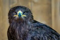 Portrait of a steppe eagle Royalty Free Stock Photo
