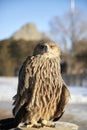 portrait Steppe Eagle Aquila nipalensis with blurred background