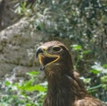 Portrait of a Steppe Eagle Royalty Free Stock Photo
