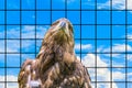 Portrait of the Steppe Eagle. Concept of a wild bird of prey suffering in captivity.