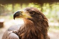 Portrait of a steppe eagle outdoors close-up Royalty Free Stock Photo