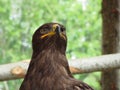 Portrait of steppe eagle over a nature blurred background