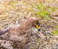 Portrait of steppe eagle Royalty Free Stock Photo