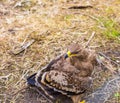 Portrait of steppe eagle Royalty Free Stock Photo