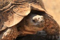 Portrait of Stigmochelys pardalis, leopard tortoise, mountain tortoise Royalty Free Stock Photo