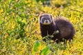 Portrait of a stone marten