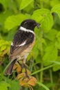 Portrait of a stonechat Royalty Free Stock Photo