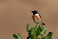 Portrait of a Stonechat perched on green at Buri, Bahrain