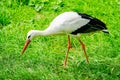 Portrait of a stork. Bird in natural habitat Royalty Free Stock Photo