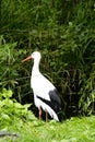 Portrait of a stork. Bird in natural habitat Royalty Free Stock Photo