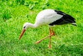 Portrait of a stork. Bird in natural habitat Royalty Free Stock Photo