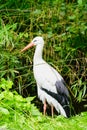 Portrait of a stork. Bird in natural habitat Royalty Free Stock Photo