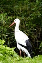 Portrait of a stork. Bird in natural habitat