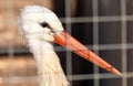 Portrait of a stork in a cage at the zoo Royalty Free Stock Photo