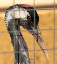 Portrait of a stork in a cage at the zoo Royalty Free Stock Photo