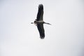 stork flying on grey sky background Royalty Free Stock Photo