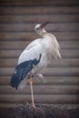 Portrait of a stork standing close to the nest on the roof Royalty Free Stock Photo