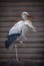 Portrait of a stork standing close to the nest on the roof of the house Royalty Free Stock Photo