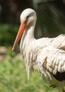 Portrait of a stork at the zoo Royalty Free Stock Photo