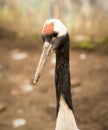 Portrait of a stork at the zoo Royalty Free Stock Photo