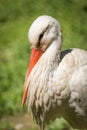 Portrait of a stork at the zoo Royalty Free Stock Photo