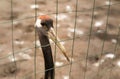 Portrait of a stork at the zoo Royalty Free Stock Photo