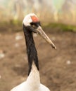 Portrait of a stork at the zoo Royalty Free Stock Photo