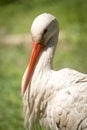 Portrait of a stork at the zoo Royalty Free Stock Photo